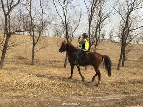 马匹窝在线视频,揭秘马术运动的魅力与技巧